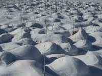 F, Isere, Gresse-en-Vercors, La Ville 1, Saxifraga-Jan van der Straaten