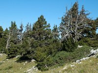 F, Isere, Gresse-en-Vercors, Les Hauts Plateaux 1, Saxifraga-Marijke Verhagen