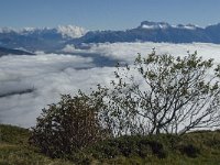 F, Isere, Gresse-en-Vercors, Obiou 3, Saxifraga-Jan van der Straaten