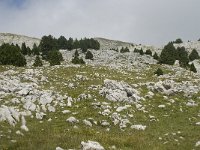 F, Isere, Gresse-en-Vercors, Pas de la Selle 37, Saxifraga-Willem van Kruijsbergen