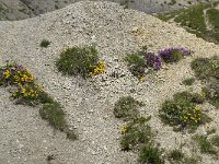 F, Isere, Gresse-en-Vercors, Pas des Bachassons 35, Saxifraga-Willem van Kruijsbergen