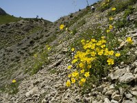 F, Isere, Gresse-en-Vercors, Pas des Bachassons 36, Saxifraga-Willem van Kruijsbergen