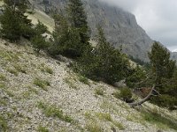 F, Isere, Gresse-en-Vercors, Pas des Bachassons 44, Saxifraga-Willem van Kruijsbergen