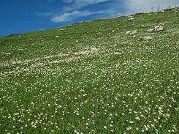 F, Isere, Gresse-en-Vercors, Pas du Serpaton 28, Saxifraga-Willem van Kruijsbergen