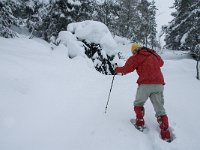 F, Isere, Gresse-en-Vercors, Serpaton 3, Saxifraga-Marijke Verhagen