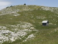 F, Isere, Gresse-en-Vercors, Sommet de Montaveilla 2, Saxifraga-Willem van Kruijsbergen