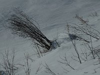 F, Isere, Gresse-en-Vercors, Sous Berrieves 1, Saxifraga-Jan van der Straaten