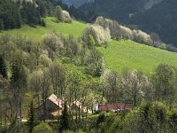 F, Isere, Gresse-en-Vercors, Uclaire 7, Saxifraga-Jan van der Straaten