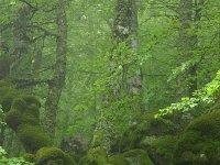 F, Lozere, Bassurels, Mont Aigoual 4, Saxifraga-Dirk Hilbers