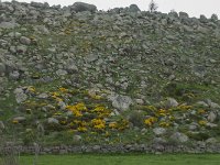 F, Lozere, Fraissinet-de-Lozere, Runes 8, Saxifraga-Willem van Kruijsbergen