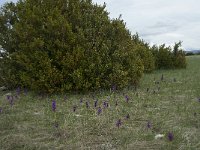 F, Lozere, Hures-la-Parade, le Villaret 17, Saxifraga-Willem van Kruijsbergen