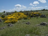 F, Lozere, Le Pompidou, l Hospitalet 47, Saxifraga-Willem van Kruijsbergen