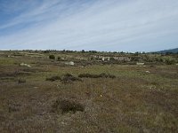 F, Lozere, Le-Pont-de-Montvert, Col de Finiels 9, Saxifraga-Willem van Kruijsbergen