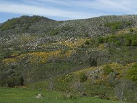 F, Lozere, Le-Pont-de-Montvert, Finiels 1, Saxifraga-Willem van Kruijsbergen