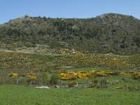 F, Lozere, Le-Pont-de-Montvert, Finiels 26, Saxifraga-Willem van Kruijsbergen