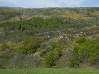 F, Lozere, Le-Pont-de-Montvert, Finiels 36, Saxifraga-Willem van Kruijsbergen