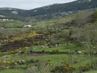 F, Lozere, Le-Pont-de-Montvert, Finiels 6, Saxifraga-Willem van Kruijsbergen