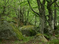 F, Lozere, Le-Pont-de-Montvert, Mas Camargues 5, Saxifraga-Dirk Hilbers