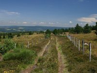 F, Lozere, Le-Pont-de-Montvert, Mont Lozere 19, Saxifraga-Dirk Hilbers