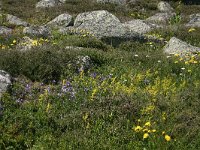 F, Lozere, Le-Pont-de-Montvert, Mont Lozere 36, Saxifraga-Dirk Hilbers