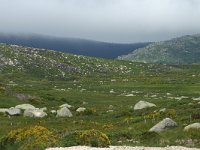 F, Lozere, Le-Pont-de-Montvert, Mont Lozere 4, Saxifraga-Dirk Hilbers