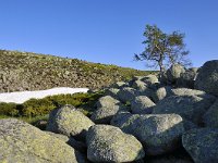 F, Lozere, Le-Pont-de-Montvert, Mont Lozere 44, Saxifraga-Elisabeth Raboin