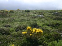 F, Lozere, Le-Pont-de-Montvert, Mont Lozere 7, Saxifraga-Dirk Hilbers