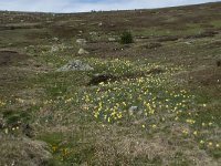 F, Lozere, Le-Pont-de-Montvert, Sommet de Finiels 10, Saxifraga-Willem van Kruijsbergen