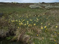 F, Lozere, Le-Pont-de-Montvert, Sommet de Finiels 18, Saxifraga-Willem van Kruijsbergen