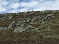 F, Lozere, Le-Pont-de-Montvert, Sommet de Finiels 19, Saxifraga-Willem van Kruijsbergen