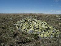 F, Lozere, Le-Pont-de-Montvert, Sommet de Finiels 50, Saxifraga-Willem van Kruijsbergen