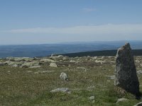 F, Lozere, Le-Pont-de-Montvert, Sommet de Finiels 54, Saxifraga-Willem van Kruijsbergen