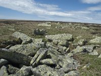 F, Lozere, Le-Pont-de-Montvert, Sommet de Finiels 83, Saxifraga-Willem van Kruijsbergen