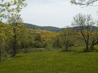 F, Lozere, Le-Pont-de-Monvert, Felgerolles 13, Saxifraga-Marijke Verhagen