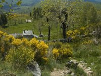 F, Lozere, Le-Pont-de-Monvert, Felgerolles 15, Saxifraga-Marijke Verhagen