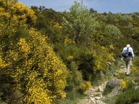 F, Lozere, Le-Pont-de-Monvert, Felgerolles 16, Saxifraga-Marijke Verhagen