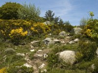 F, Lozere, Le-Pont-de-Monvert, Felgerolles 17, Saxifraga-Marijke Verhagen