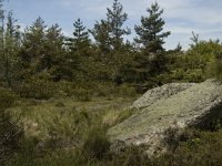 F, Lozere, Le-Pont-de-Monvert, Felgerolles 18, Saxifraga-Marijke Verhagen