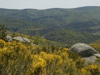 F, Lozere, Le-Pont-de-Monvert, Felgerolles 19, Saxifraga-Marijke Verhagen