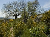 F, Lozere, Le-Pont-de-Monvert, Felgerolles 22, Saxifraga-Marijke Verhagen