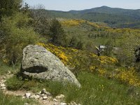 F, Lozere, Le-Pont-de-Monvert, Felgerolles 23, Saxifraga-Marijke Verhagen