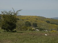 F, Lozere, Le-Pont-de-Monvert, Felgerolles 6, Saxifraga-Marijke Verhagen