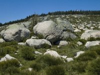 F, Lozere, Le-Pont-de-Monvert, Finiels 12, Saxifraga-Marijke Verhagen