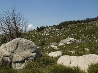 F, Lozere, Le-Pont-de-Monvert, Finiels 14, Saxifraga-Marijke Verhagen