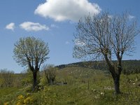 F, Lozere, Le-Pont-de-Monvert, Finiels 18, Saxifraga-Marijke Verhagen