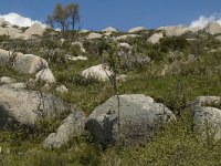 F, Lozere, Le-Pont-de-Monvert, Finiels 7, Saxifraga-Marijke Verhagen