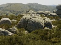 F, Lozere, Le-Pont-de-Monvert, Finiels 8, Saxifraga-Marijke Verhagen