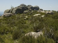 F, Lozere, Le-Pont-de-Monvert, Finiels 9, Saxifraga-Marijke Verhagen