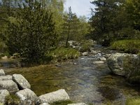 F, Lozere, Le-Pont-de-Monvert,Tarn 2, Saxifraga-Marijke Verhagen