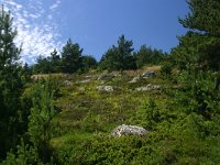 F, Lozere, Pont-de-Montvert-Sud-Mont-Lozere, Picde Finiels 13, Saxifraga-Dirk Hilbers